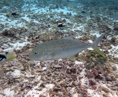 Caranx papuensis