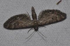 Eupithecia nanata