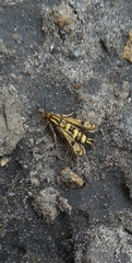 Chamaesphecia empiformis