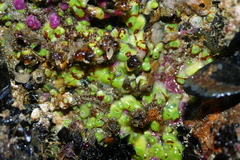 Corynactis viridis
