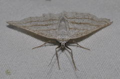 Perconia strigillaria