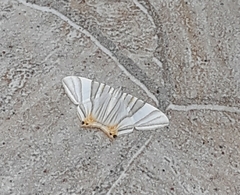 Phrygionis platinata