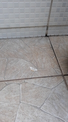 Phrygionis platinata