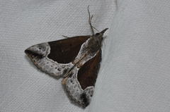 Hypena crassalis