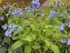 Mertensia virginica