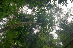 Tetrathylacium macrophyllum