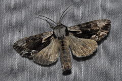 Hyppa rectilinea