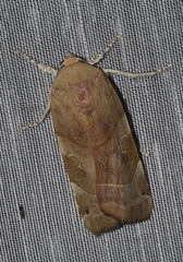 Noctua fimbriata