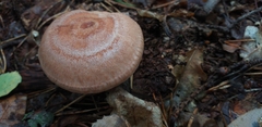 Fungi