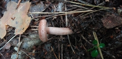 Fungi