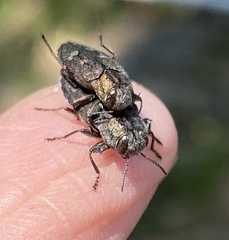 Chrysobothris cribraria