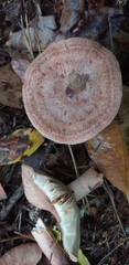 Fungi