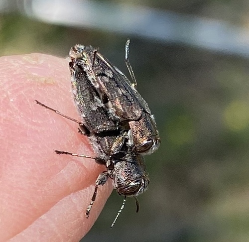 Photo of Sifting Metallic Wood-borer (Chrysobothris cribraria)