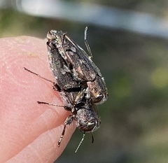 Chrysobothris cribraria