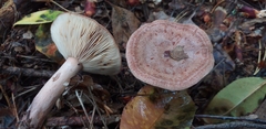 Fungi