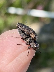 Chrysobothris cribraria