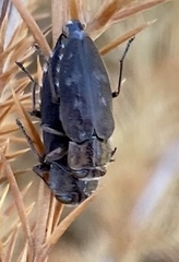 Chrysobothris cribraria