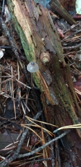 Fungi