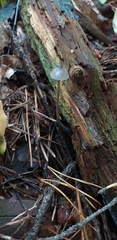 Fungi