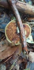 Fungi