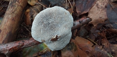 Fungi