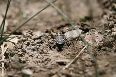Cicindela oregona oregona