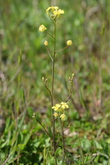 Bunias erucago