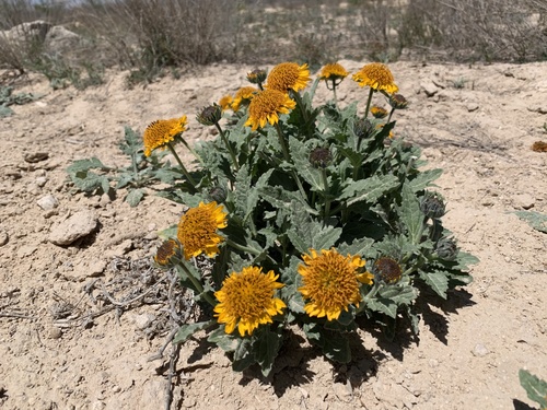 dwarf crownbeard (Verbesina nana)
