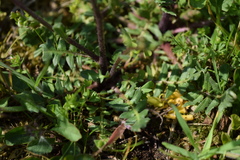 Bunias erucago