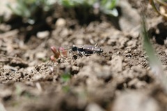 Cicindela oregona oregona