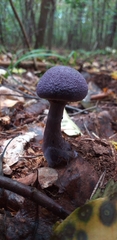 Cortinarius violaceus