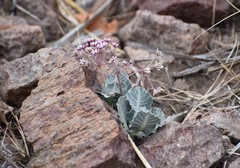 Asclepias nummularia