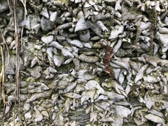 Dermatocarpon muhlenbergii