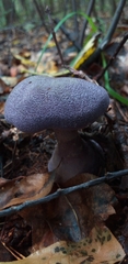 Cortinarius violaceus