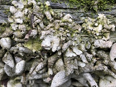 Dermatocarpon muhlenbergii