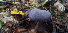 Cortinarius violaceus