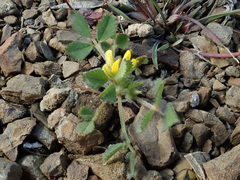 Medicago minima