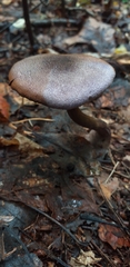 Cortinarius violaceus