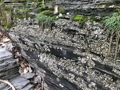 Dermatocarpon muhlenbergii