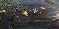 Fungi
