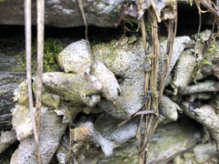 Dermatocarpon muhlenbergii