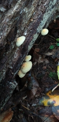 Fungi