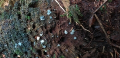 Fungi