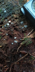 Fungi