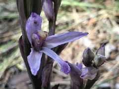 Limodorum trabutianum