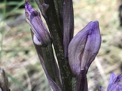 Limodorum trabutianum