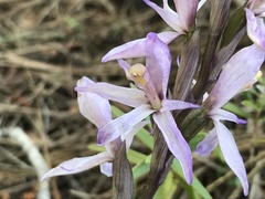 Limodorum trabutianum