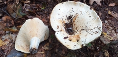 Fungi