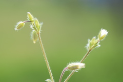 Cerastium tenoreanum