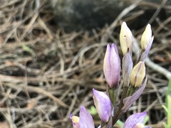 Limodorum trabutianum